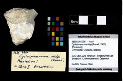 Foto (Objekt + Etikett) von Cyclosphaeroma uhligi (Remeš, 1903) (NHMW-GEO-1990-0041-2987)